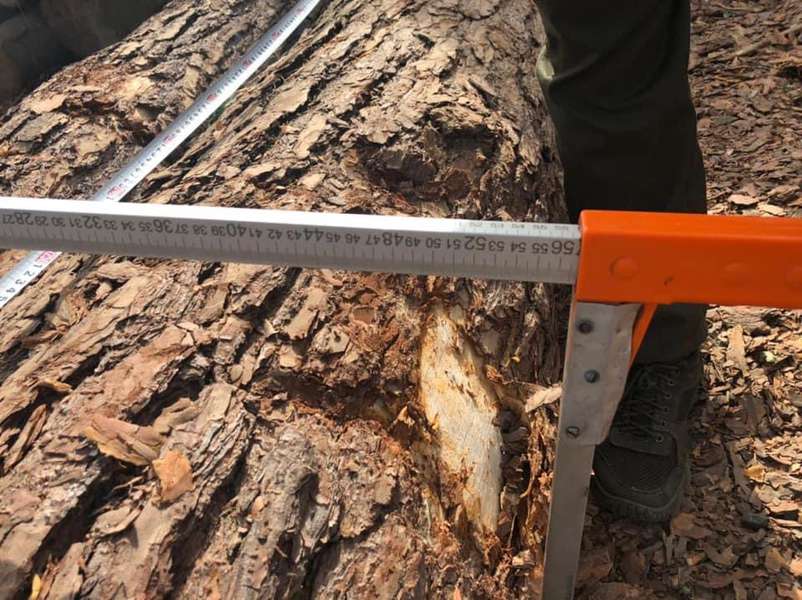 На Волині лісопереробник зберігав 4000 незаконно зрубаних дерев (фото, відео)