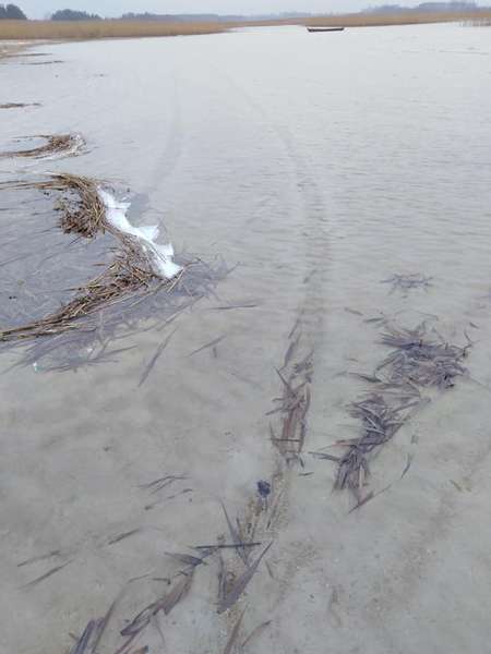 Світязь повертається: показали свіжі фото з волинського озера (фото)