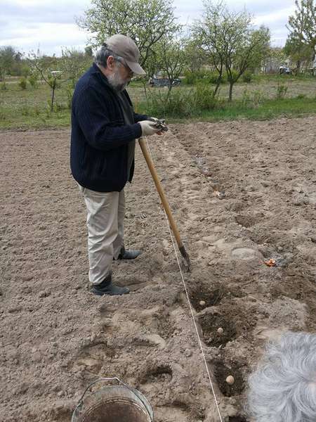Волинський музикант показав, як садить картоплю (фото)