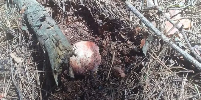 У лісах на Волині з'явилися травневі боровики: де знайшли перший трофей