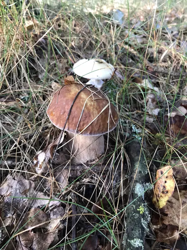 У лісі біля Маневичів збирають повні кошики білих грибів (фото)