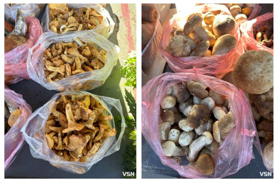 Скільки коштують лісові гриби на ринках у Луцьку  (фото)