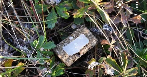 На Волині планують відстріляти близько 700 лисиць (фото)