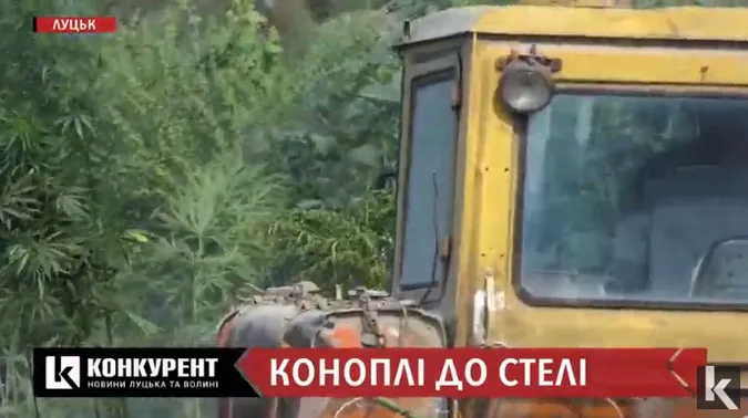 Поблизу Луцька знайшли плантацію конопель (відео)