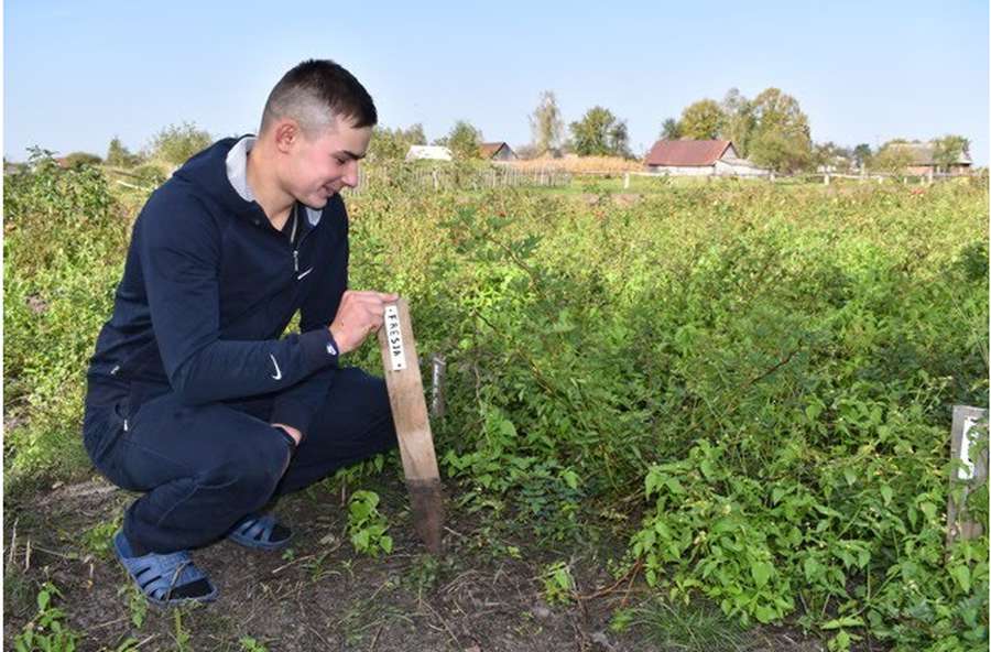 На Любешівщині сім'я висадила плантацію троянд