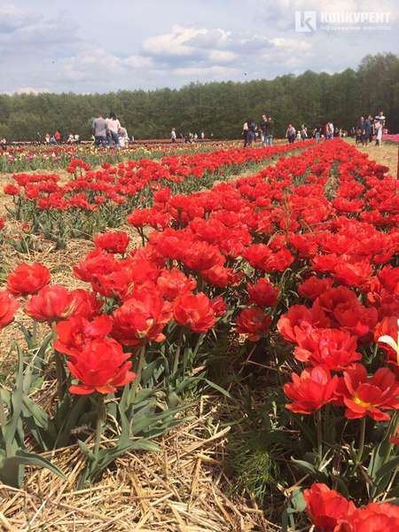 «Волинська Голландія»: за зірвані тюльпани – 500 гривень штрафу (фото, відео)