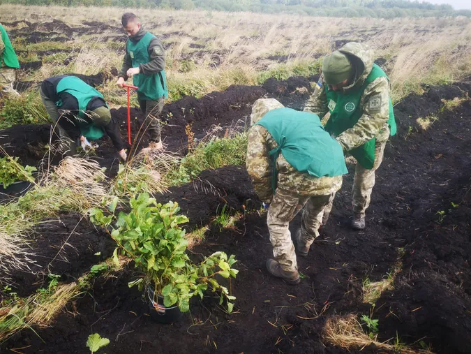 Волинські прикордонники висадили понад сім тисяч молодих дерев (фото)