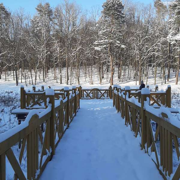Казкова зима у Воротнівському лісі: показали затишні фото