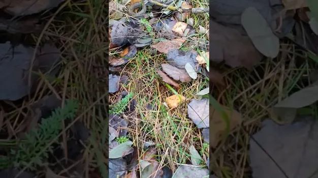 У волинському лісі натрапили на таємничого плазуна (відео)