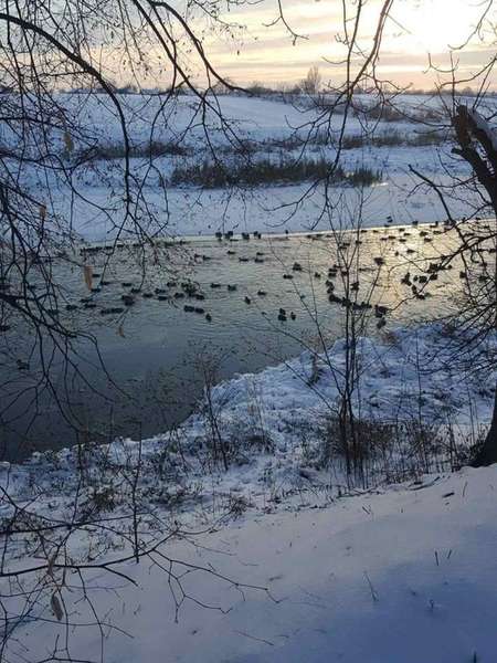 У волинському місті на «білих берегах» оселилась зграя лебедів (фото)