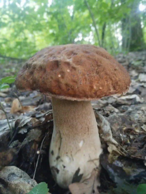 П'ять грибів – і повний кошик: як на Волині збирають боровики (фото, відео)