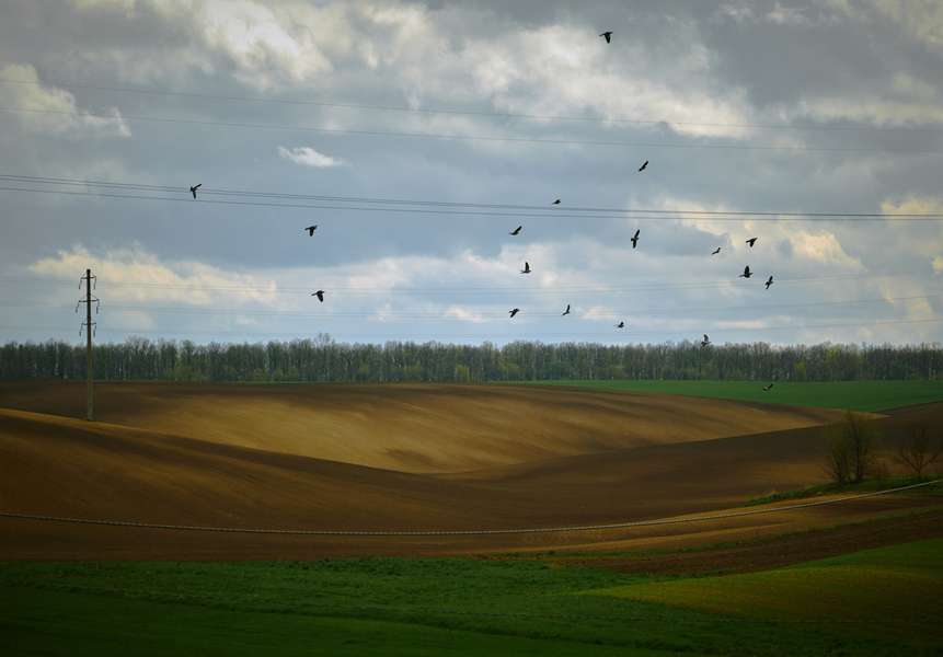 Птахи кружляють над полем. Експедиція Волинню. 3 травня. Фото: Павло Пашко.