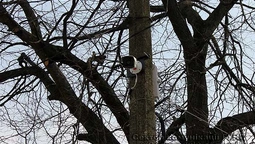 У Горохові встановили перші камери відеоспостереження