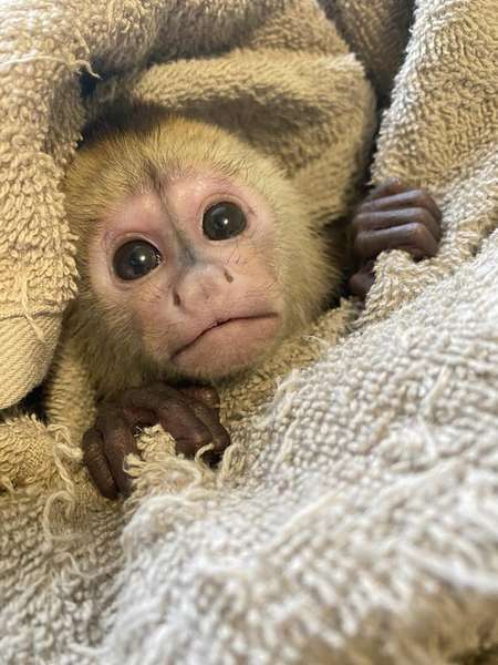 Працівниці Луцького зоопарку замінили тата й маму новонародженому мавпеняті (фото)