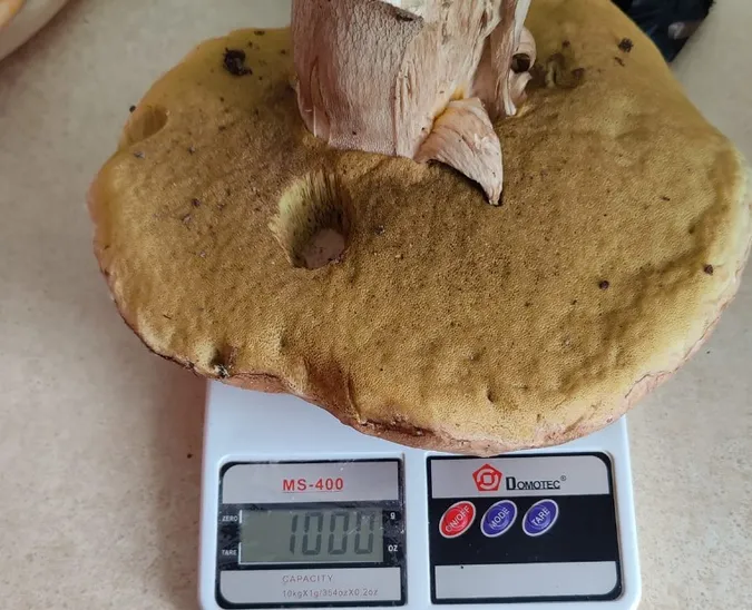 На Волині знайшли гриби-гіганти розміром з голову (фото)