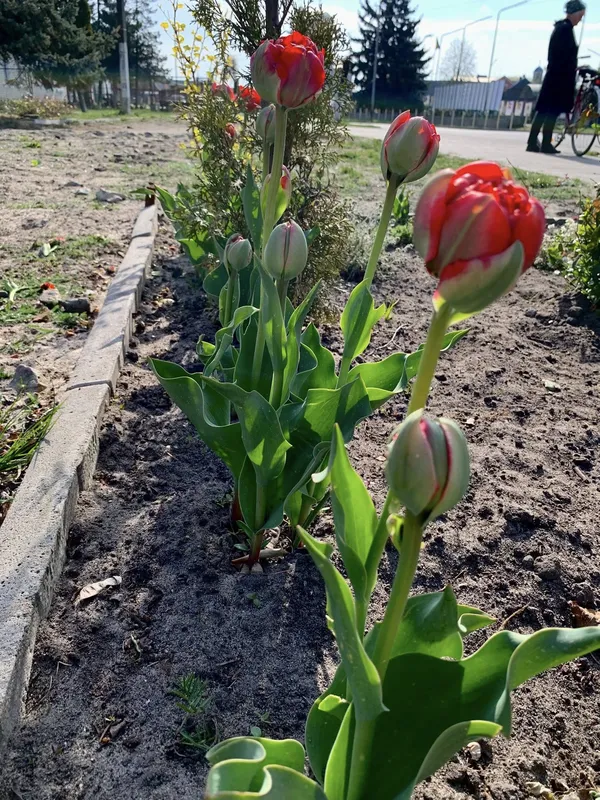 🌷Висадила тисячу тюльпанів: як квітникарка роками змінює Шацьк (фото)