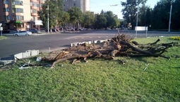 Чому зрізали дерево біля істфаку в Луцьку (фото) 