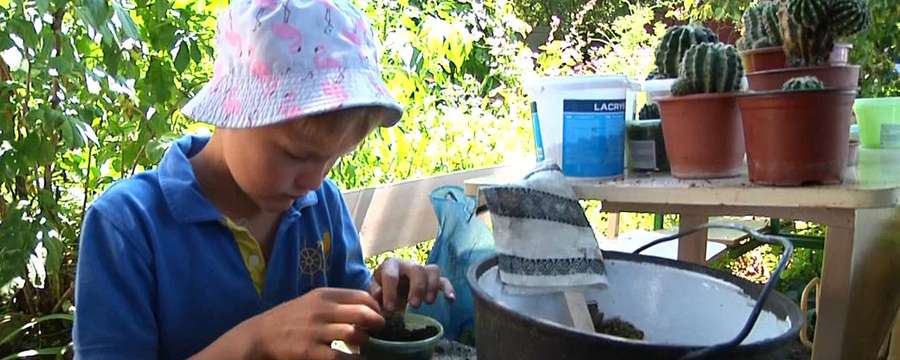 Школяр із Житомира колекціонує кактуси: їх у нього понад 100 видів (відео)