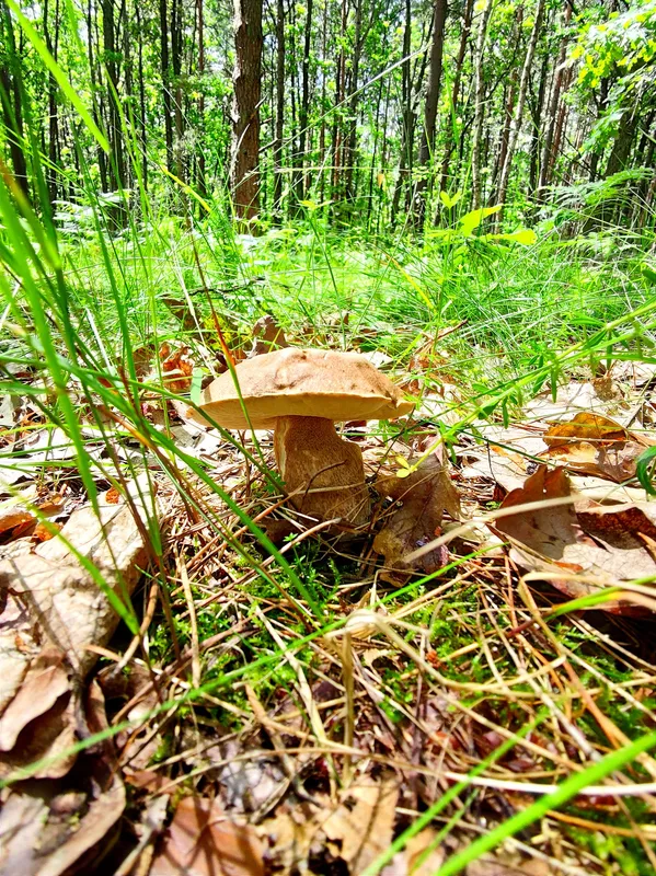 Причаїлись під листочками: волинянка показала, які гриби ростуть на Маневиччині (фото)