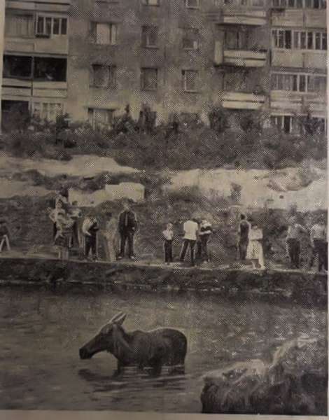 Не свинею єдиною: як у 1987 році по Сапалаївці у Луцьку плавав лось (фото)