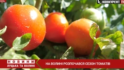 🍅Продають дешево, збираєш власноруч: під Луцьком вирощують плантацію помідорів (відео)
