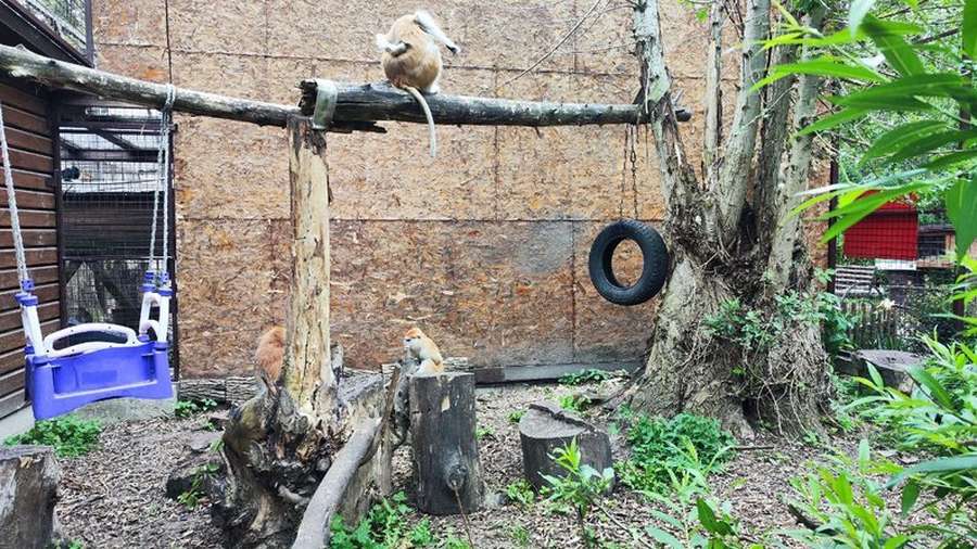 У Луцькому зоопарку поповнення в родині мавп (фото, відео)