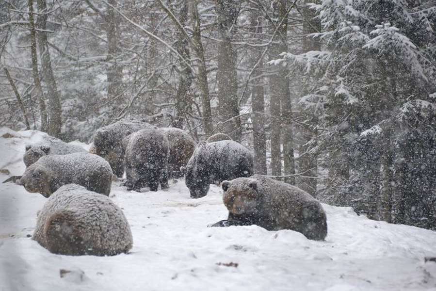 Через теплу зиму ведмеді у Карпатах не можуть заснути (фото)
