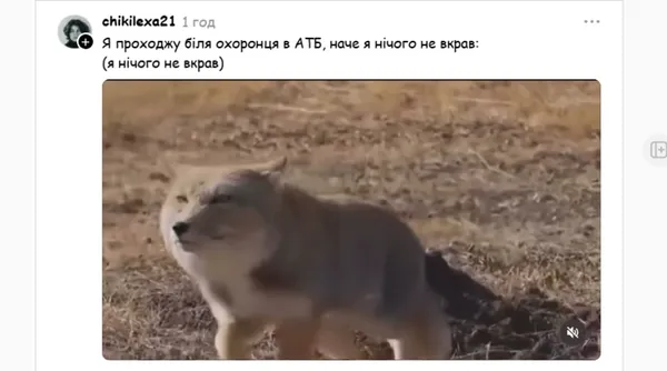 Мемна тибетська лисиця стала хітом соцмереж