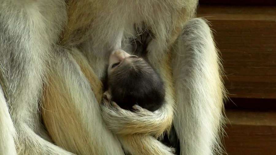 У Луцькому зоопарку поповнення в родині мавп (фото, відео)