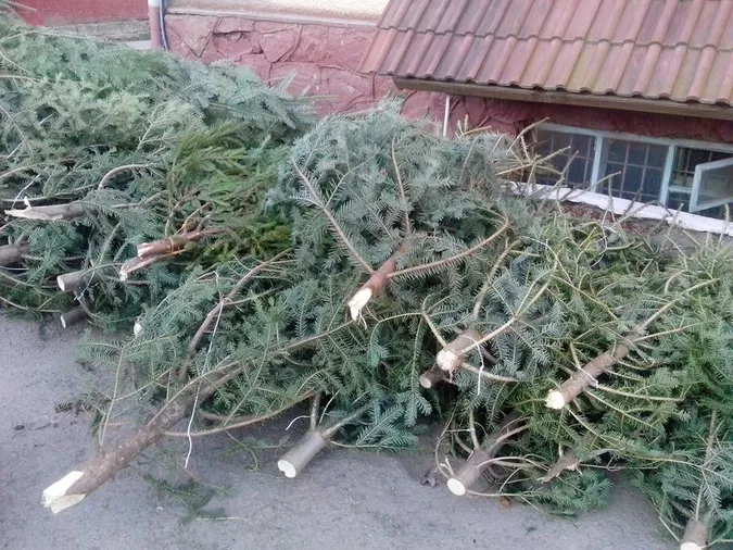 На Волині перевірятимуть місця продажу ялинок 