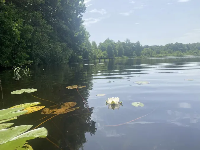 Тиша і спокій: в мережі показали краєвиди озера на Волині (фото)