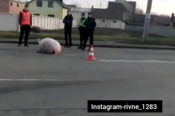 У Рівному з машини випав Мейсон: люди сперечалися, чия свиня (відео)