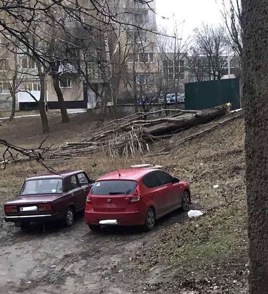Карма: у Нововолинську суха тополя впала на авто, припарковане у «зеленій» зоні (фото, відео)