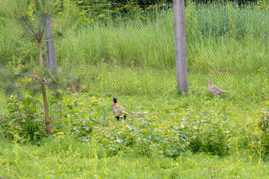 У волинських лісах ростуть «чистокровні горохівські фазани» (фото)