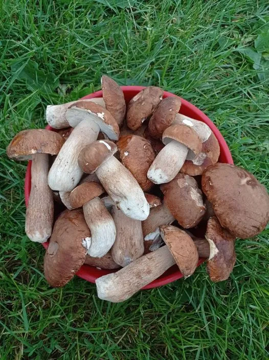 У лісі біля Маневичів білі гриби збирають відрами (фото)