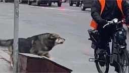 У Луцьку на Рівненській безпритульні собаки кидаються на людей (відео)