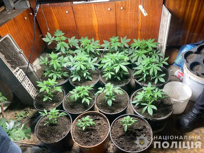 На Волині викрили «конопельного барона»: заробляв по 100 тисяч на місяць (фото, відео)