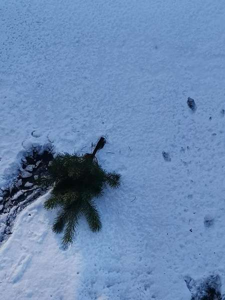Ялинкопад: у Луцьку новорічне дерево впало на дах ательє (фото)