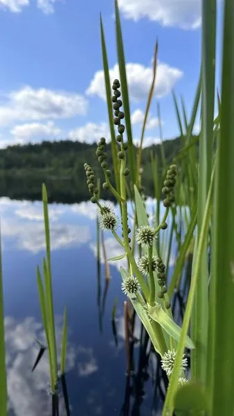 На Волині серед лісів заховалося неглибоке озеро з теплою водою (фото)