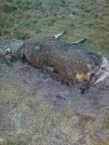 У Любешівському районі вбили лося (фото 18+)