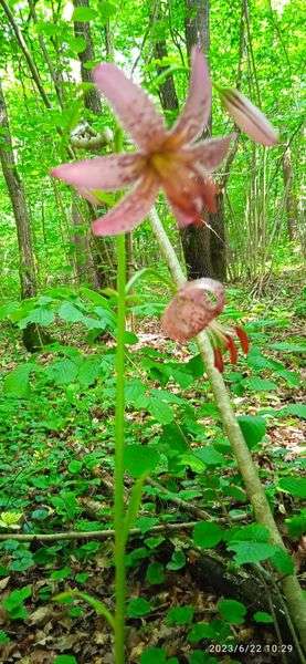 В лісах «Цуманської пущі» квітне лілія з планети Марс (фото)