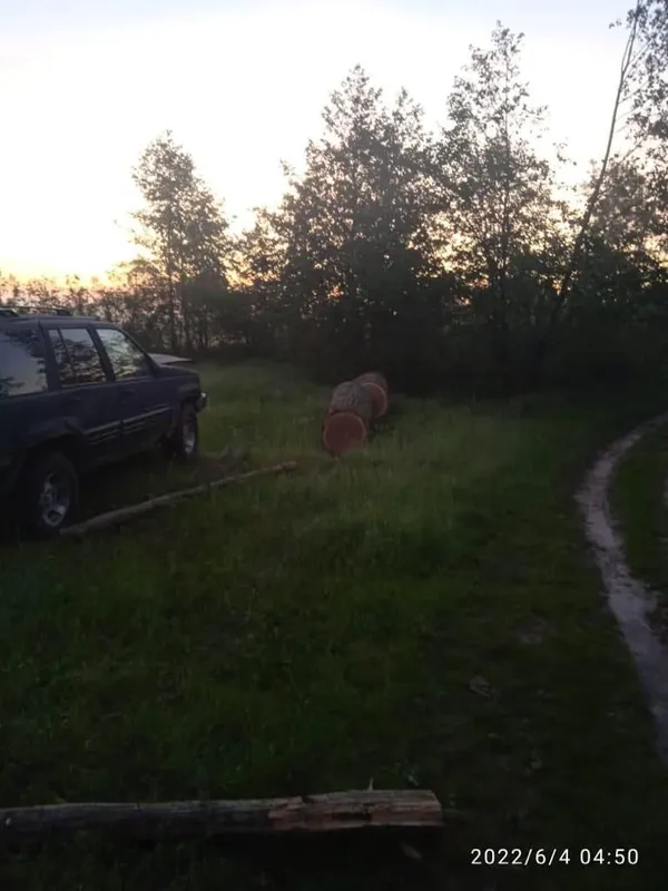 Незаконно зрубав дуби: волинянину повідомили про підозру (фото)