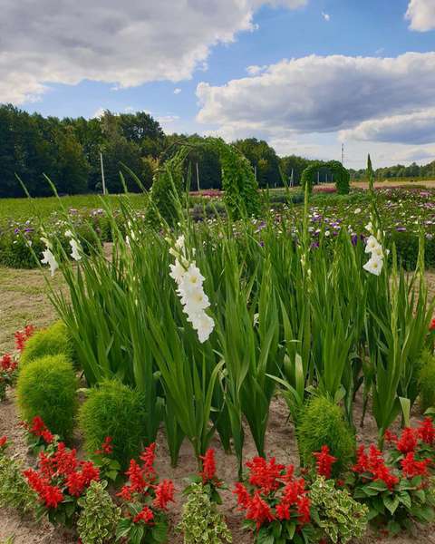 «Волинська Голландія» запрошує на фестиваль осінніх квітів (фото)