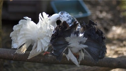 Почуваються комфортно: врятовані з-під Бахмута голуби у Луцькому зоопарку дали потомство (фото)