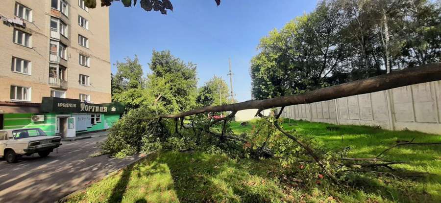 У Луцьку в дворі багатоповерхівки раптово впало дерево (фото)