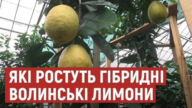 Волинські лісівники виростили пів кілограмові гібридні лимони (відео)