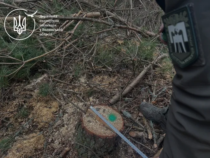 Збитків на 1 млн гривень: на Волині виявили незаконну порубку дерев