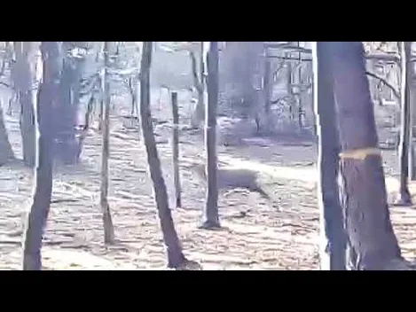 На Волині на волю випустили 9 оленів (відео)