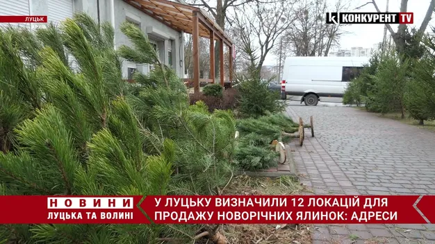 🎄 Як і за скільки на Волині можна законно купити ялинку