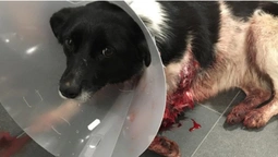 Поблизу Луцька невідомі на джипі розстріляли собаку (фото, відео)
